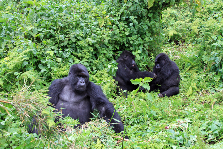 Africa: Gorilla Conservation