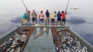 Pole-and-line fishing in the Maldives 