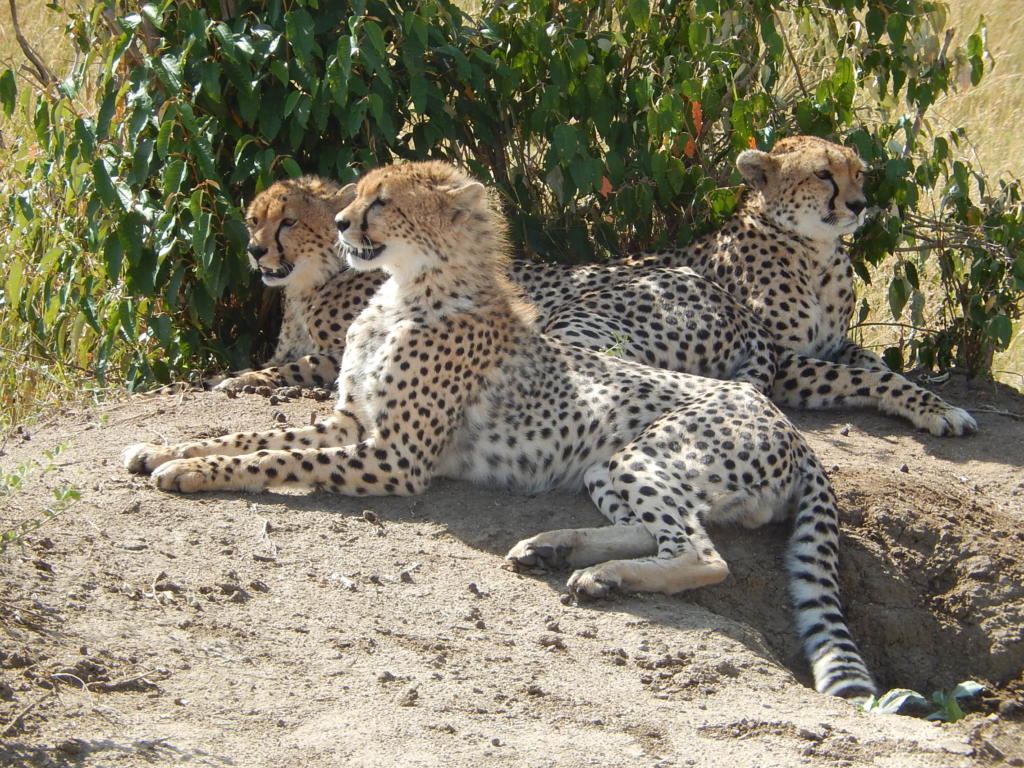 Cheetah cubs, Kenya