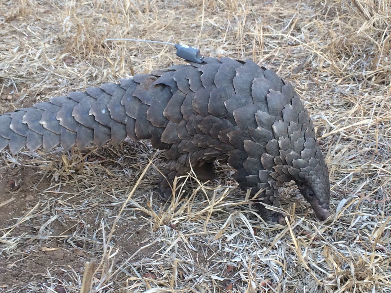 The World’s Most Trafficked Animal! | RoundTrip Foundation