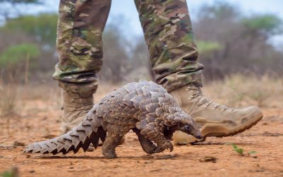 The World’s Most Trafficked Animal!