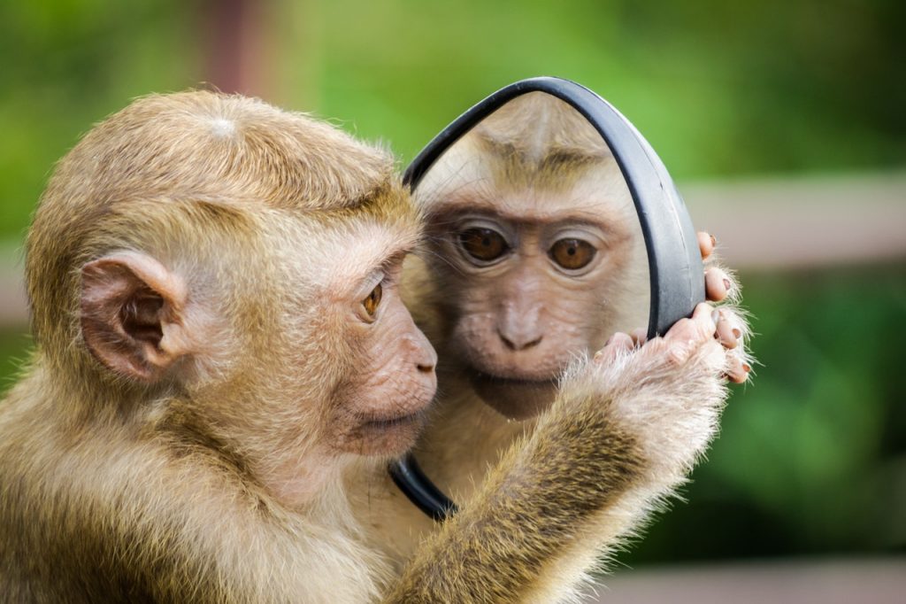 Primate looking into sidemirror of a car