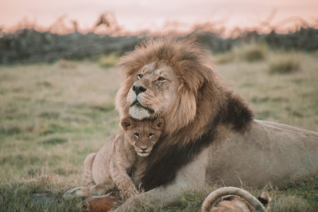 Capturing a family moment: cub and male lion