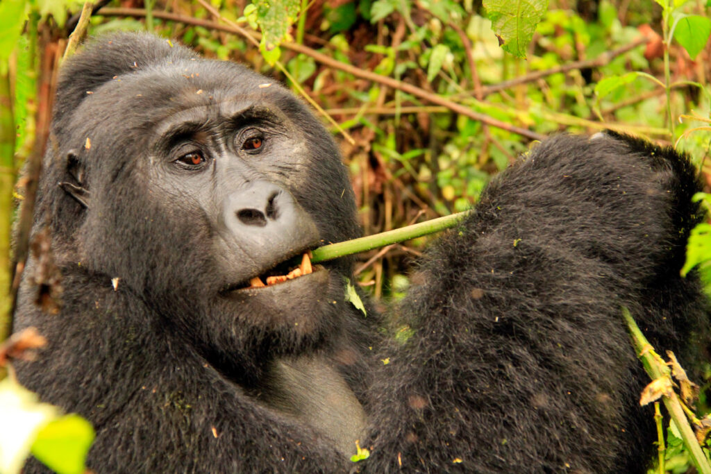 Kanyonyi, the Mubare group silverback,